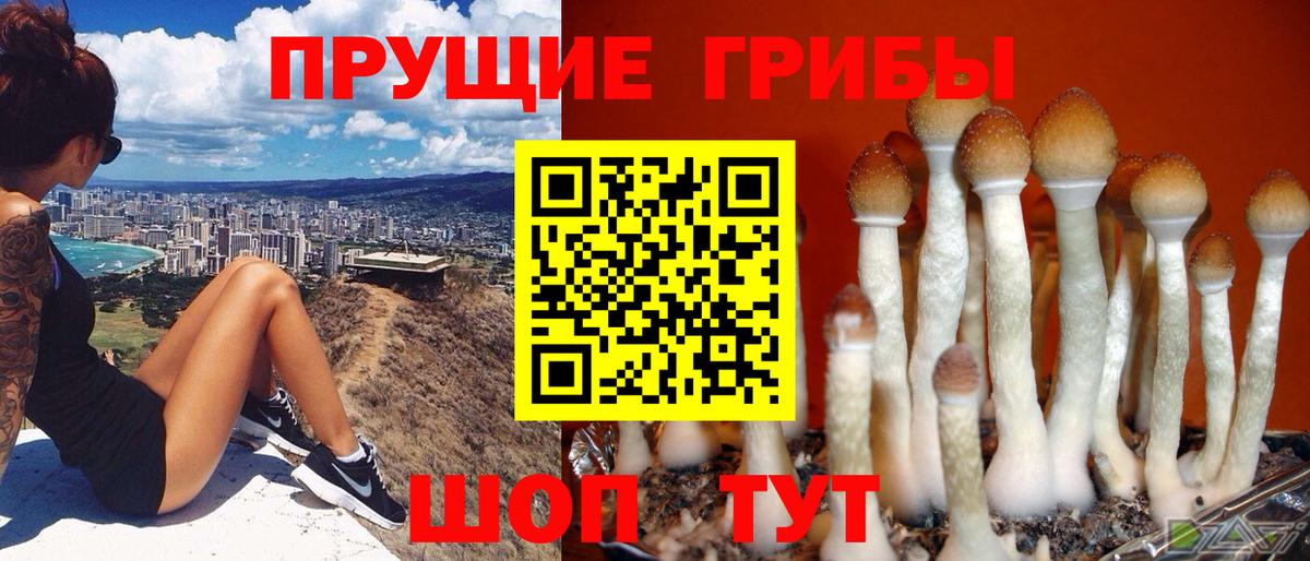 Псилоцибиновые грибы Magic Shrooms  Вход с VPN  Кисловодск  Псилоцибиновые грибы GOLDEN TEACHER 